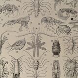 Lithograph on crustaceans - 1930