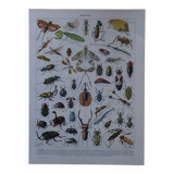 Original lithograph on insects