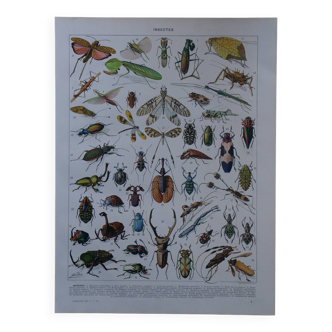 Lithographie originale sur les insectes
