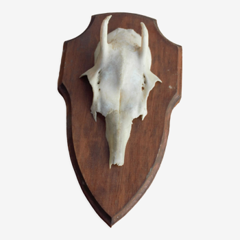 Old authentic antler mounted on wood from 1970 Germany