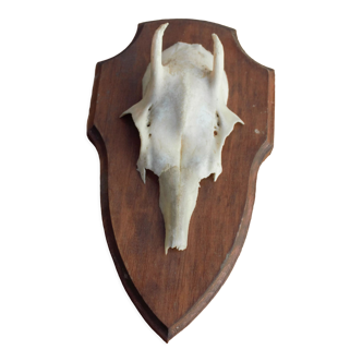 Old authentic antler mounted on wood from 1970 Germany
