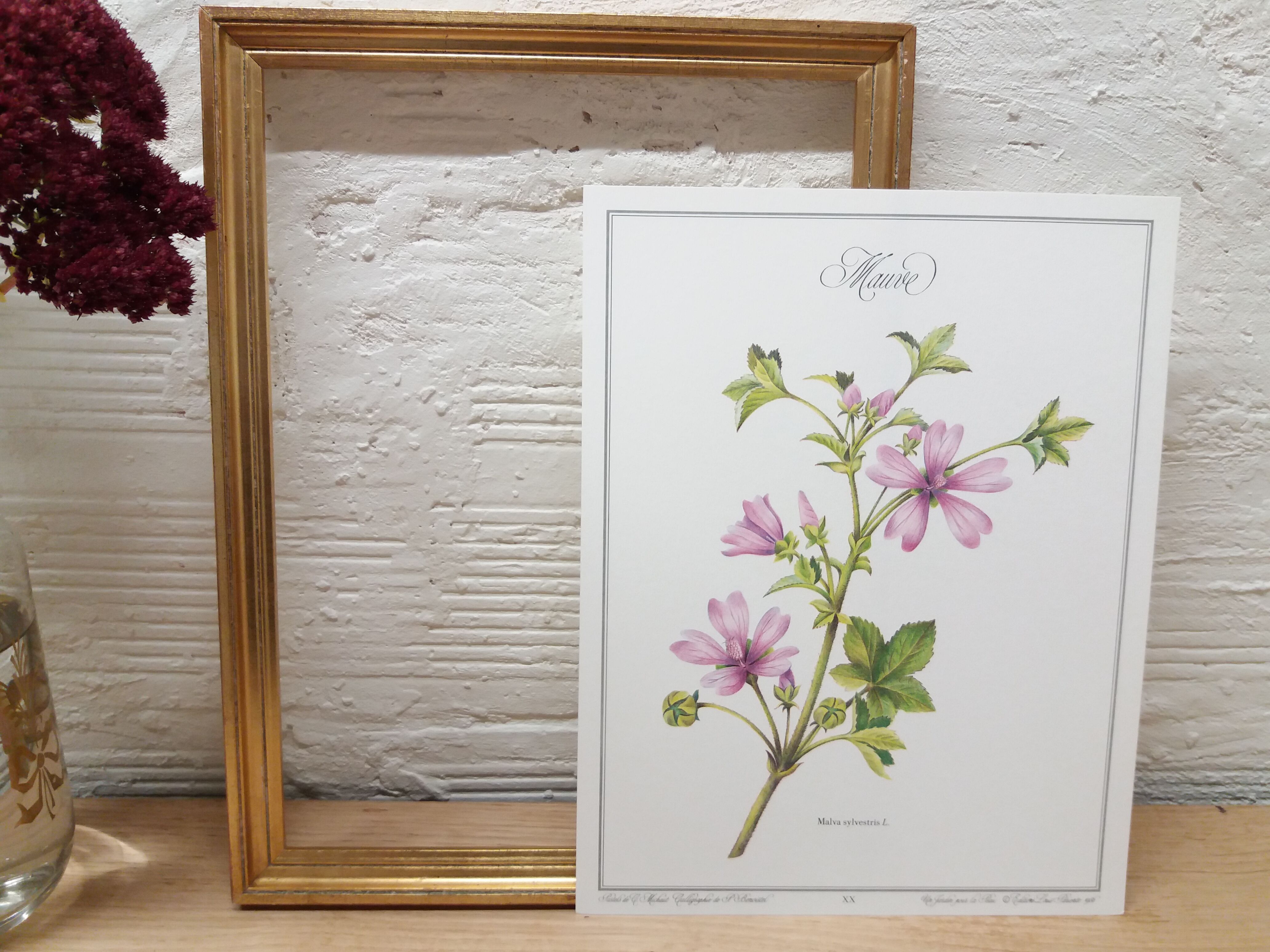 La Mauve botanical plank