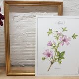 La Mauve botanical plank