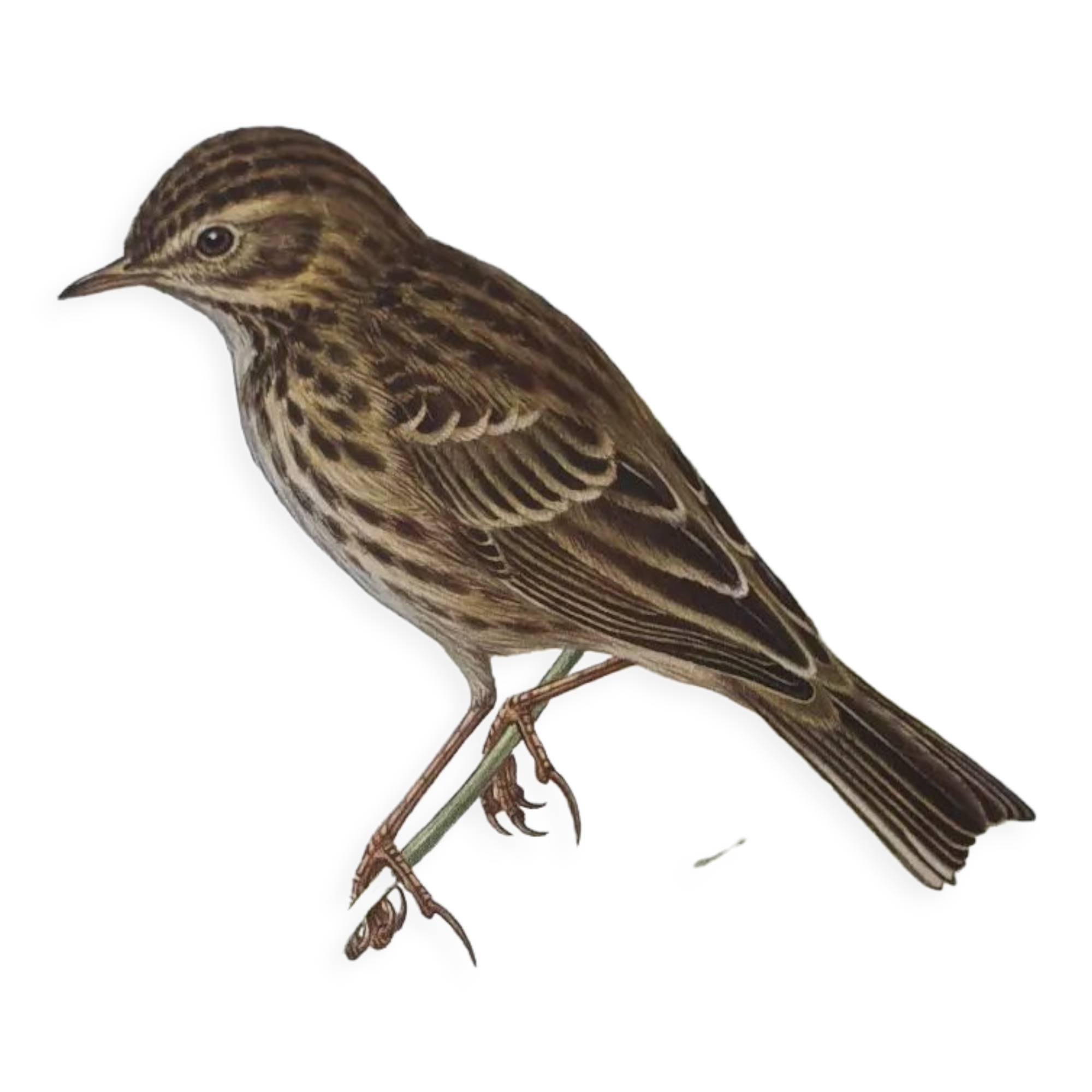 Wacky pipit bird board