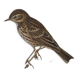 Wacky pipit bird board