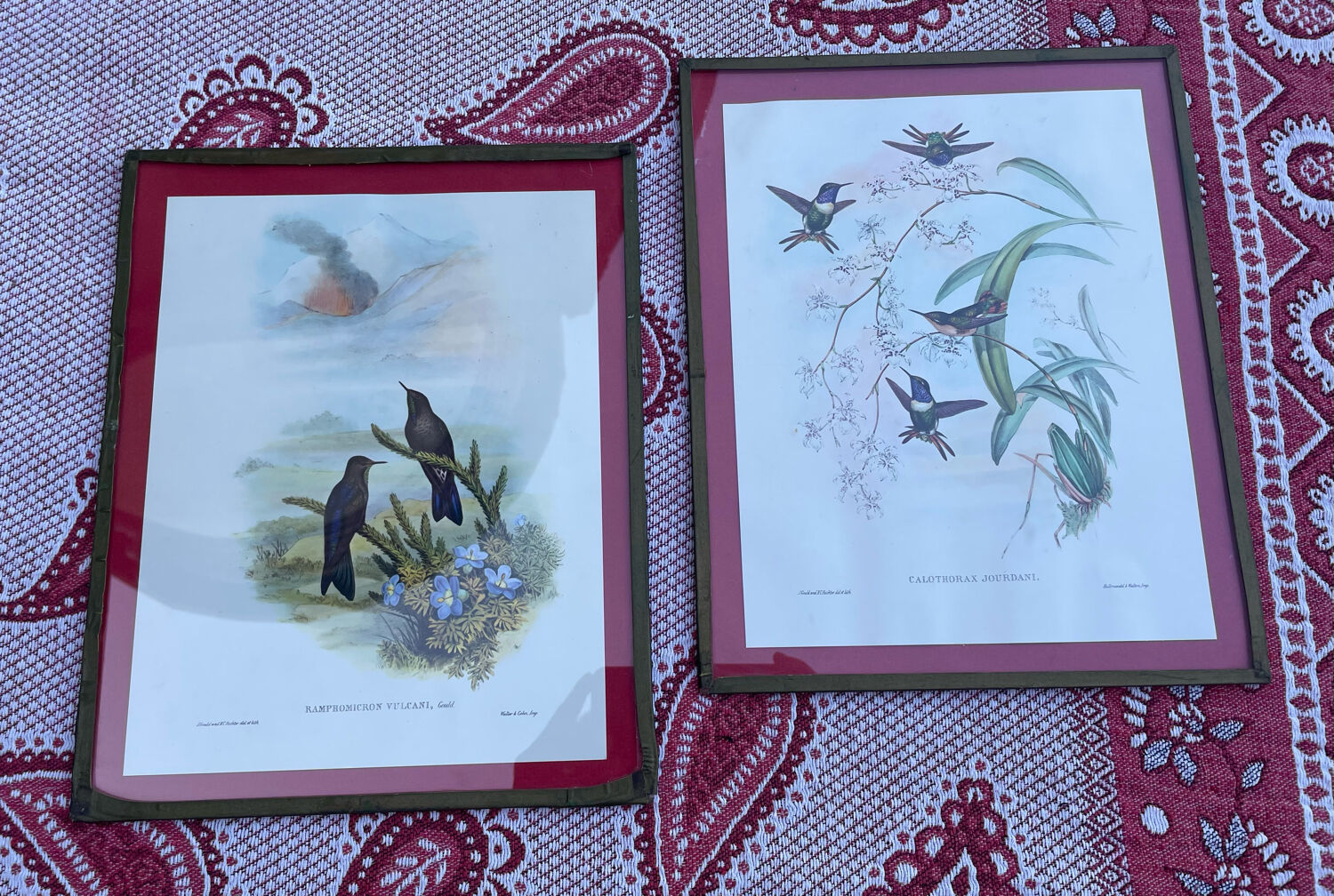 Old bird frames J. Gould and HC. Richter
