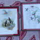 Old bird frames J. Gould and HC. Richter