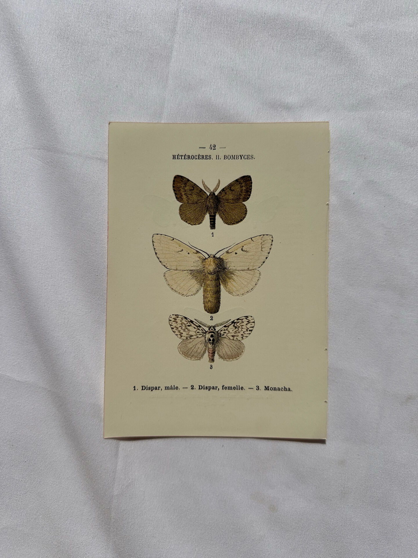 Botanical Plate 1800 Old Naturalist Engraving 19th Century Double-Sided