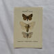 Botanical Plate 1800 Old Naturalist Engraving 19th Century Double-Sided