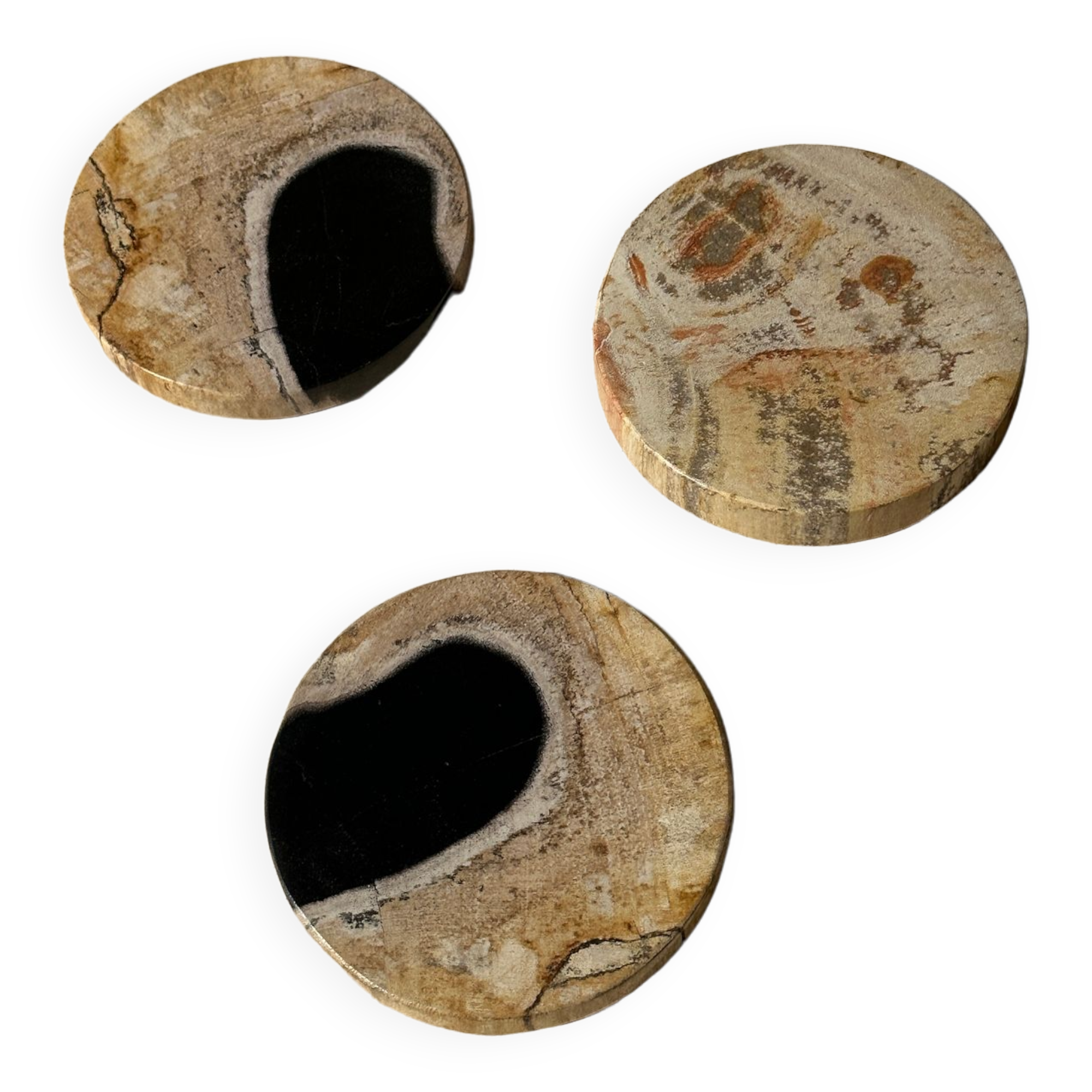 Set of 3 fossilized wooden coasters (clear)