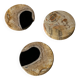 Set of 3 fossilized wooden coasters (clear)