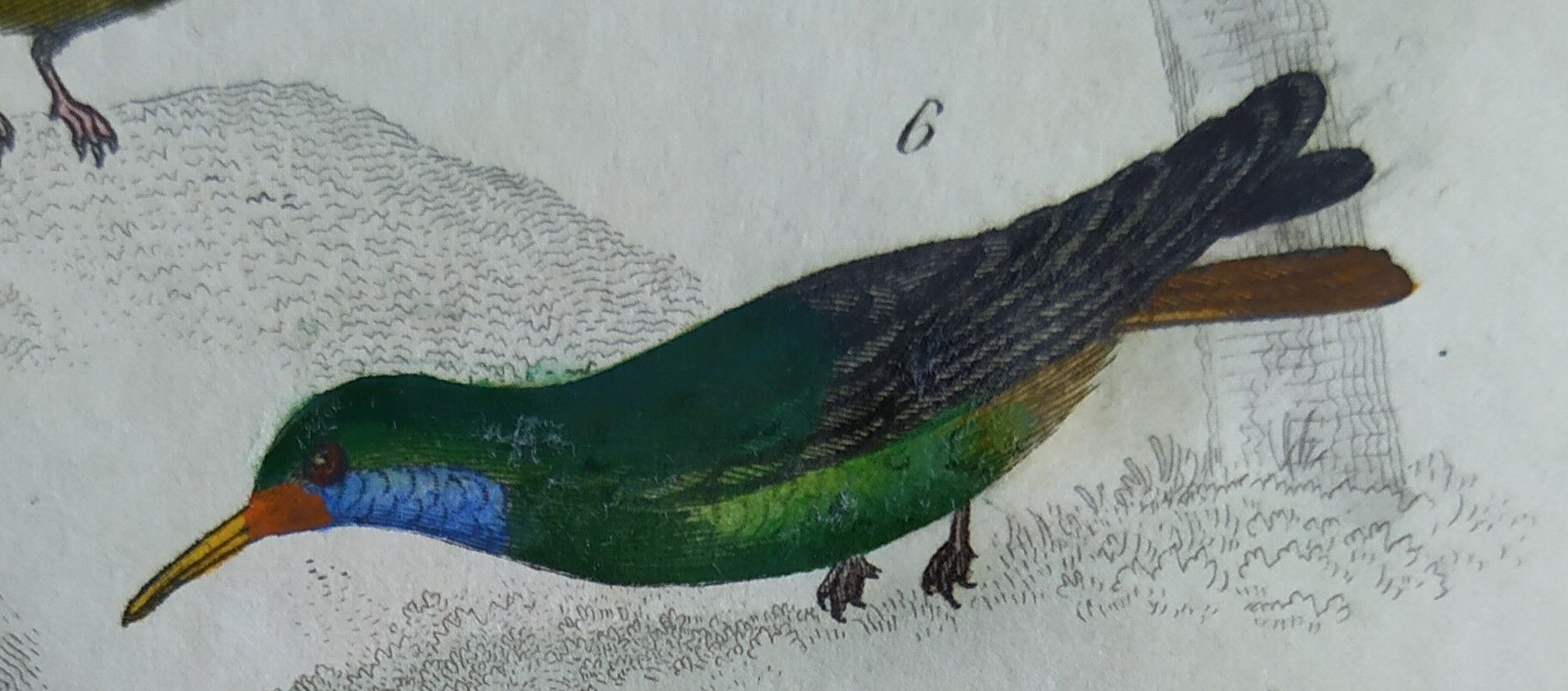 Original Ornithological Plate "Green Gold - Hoopoe - Ruby Topaz - &c..." Buffon 1836