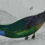 Original Ornithological plate " Green gold - Crested collar - Ruby Topaz - &c... " Buffon (1836)