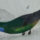 Original Ornithological Plate "Green Gold - Hoopoe - Ruby Topaz - &c..." Buffon 1836