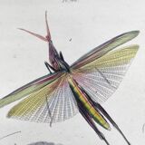 Old engraving from 1838 - Truxale insect and shell - Original zoological plate