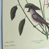 Vintage bird board - Crested titmouse - Old ornithology engraving by Seligmann & Catesby. 1973.
