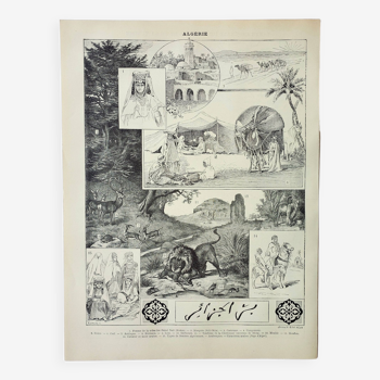 Old engraving 1898, Algeria, fauna and flora, Arabic • Lithograph, Original plate