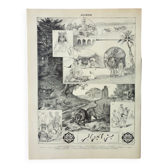 Gravure ancienne 1898, Algérie, faune et flore, arabe • Lithographie, Planche originale