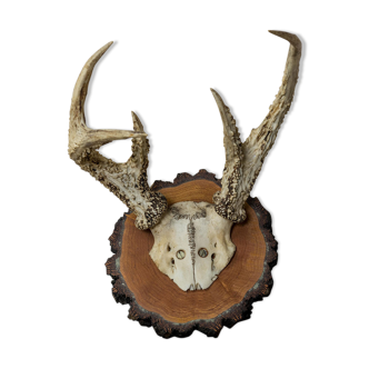 Old deer antler 24 cm wide