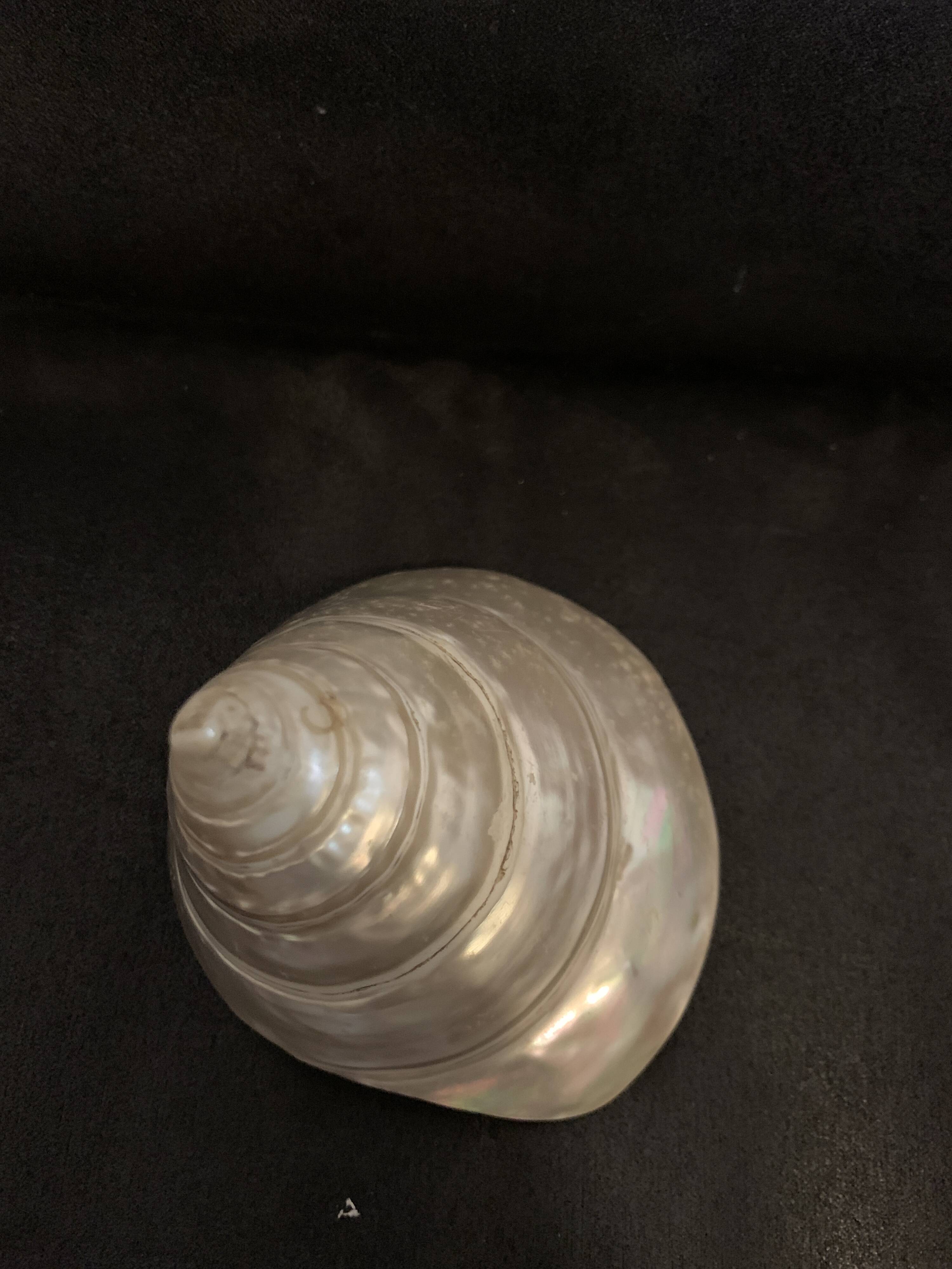 Troca shell decoration 8cm polished pearly Trocca Trochus decoration sea beach vintage old