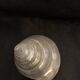 Troca shell decoration 8cm polished pearly Trocca Trochus decoration sea beach vintage old