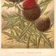 Botanical engraving from 1889 - Thistle by Lefevre. Floral nature lithograph.