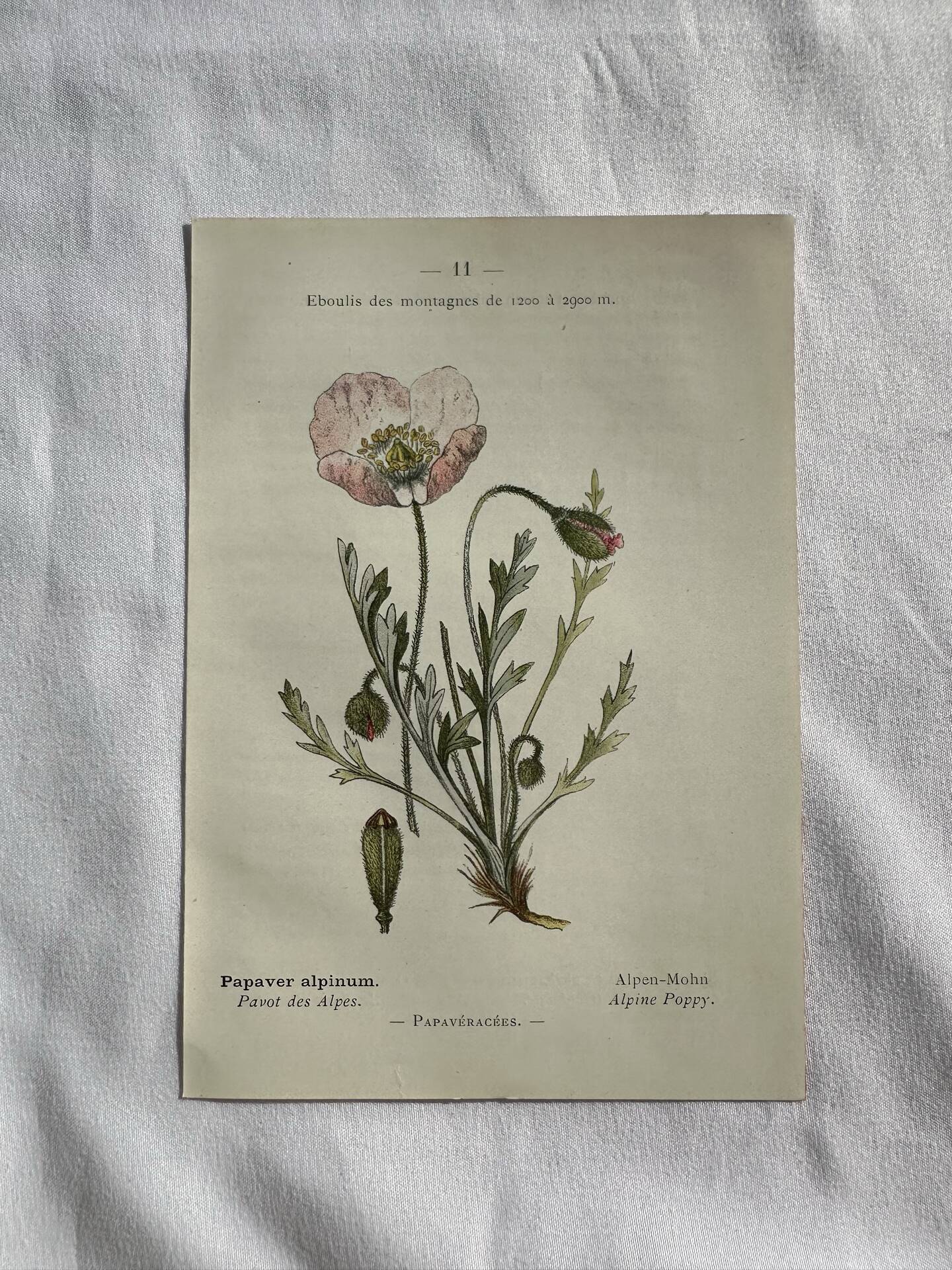 Naturalist Plate – 19th Century Botanical Engraving, Double-Sided