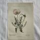 Naturalist Plate – 19th Century Botanical Engraving, Double-Sided