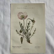 Naturalist Plate – 19th Century Botanical Engraving, Double-Sided