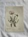 Naturalist Plate – 19th Century Botanical Engraving, Double-Sided