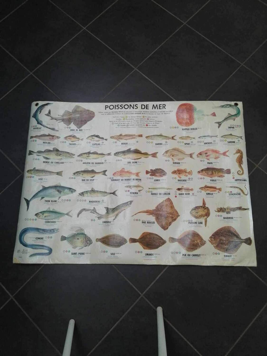 Affiche scolaire vintage poisson d’eau douce et de mer