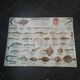 Affiche scolaire vintage poisson d’eau douce et de mer