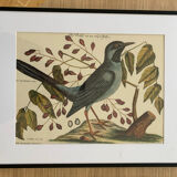 4 original ornithological frames