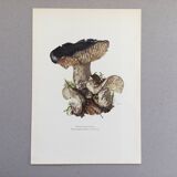 Botanical Illustration Mushrooms Russula Vintage Print 60s