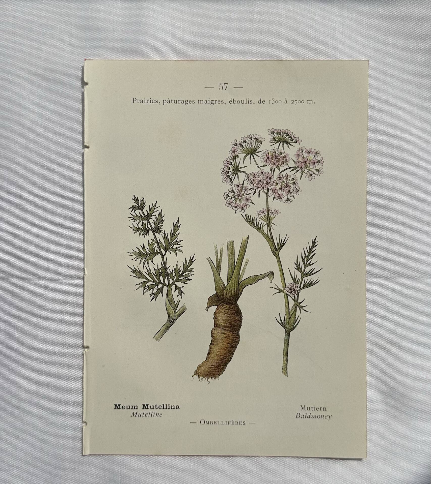 Old botanical plate 1800 France flower and plants nature