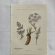 Old botanical plate 1800 France flower and plants nature