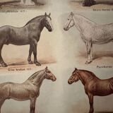 Lithograph on horse breeds - 1920
