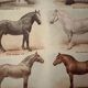 Lithograph on horse breeds - 1920
