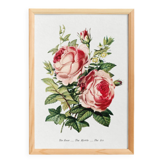 Affiche sur “la rose ancienne”, d’après une lithographie de 1896