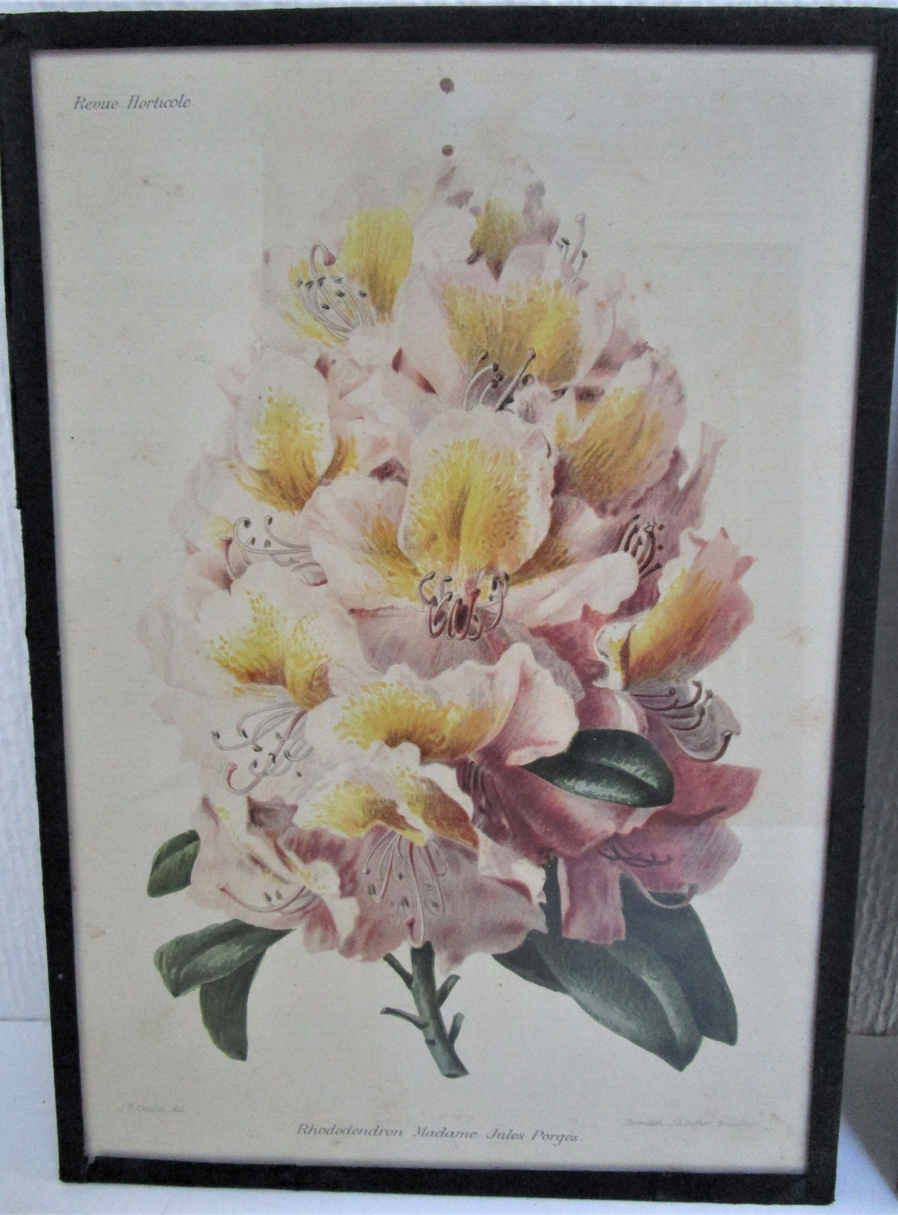 Trois planches botaniques encadrées orchidée rhododendron campanule médium vintage