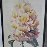Trois planches botaniques encadrées orchidée rhododendron campanule médium vintage