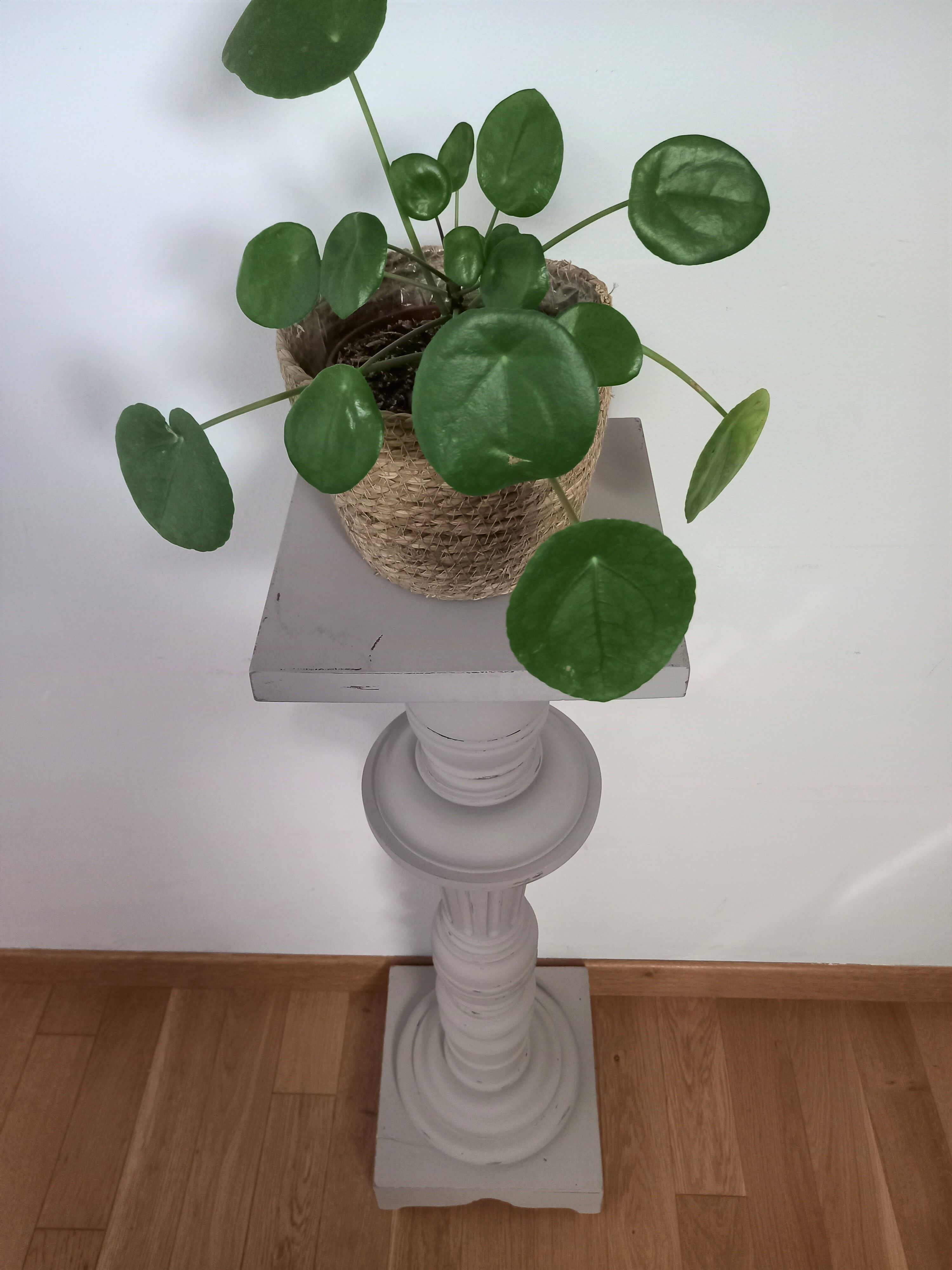 Porte plantes