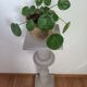 Porte plantes