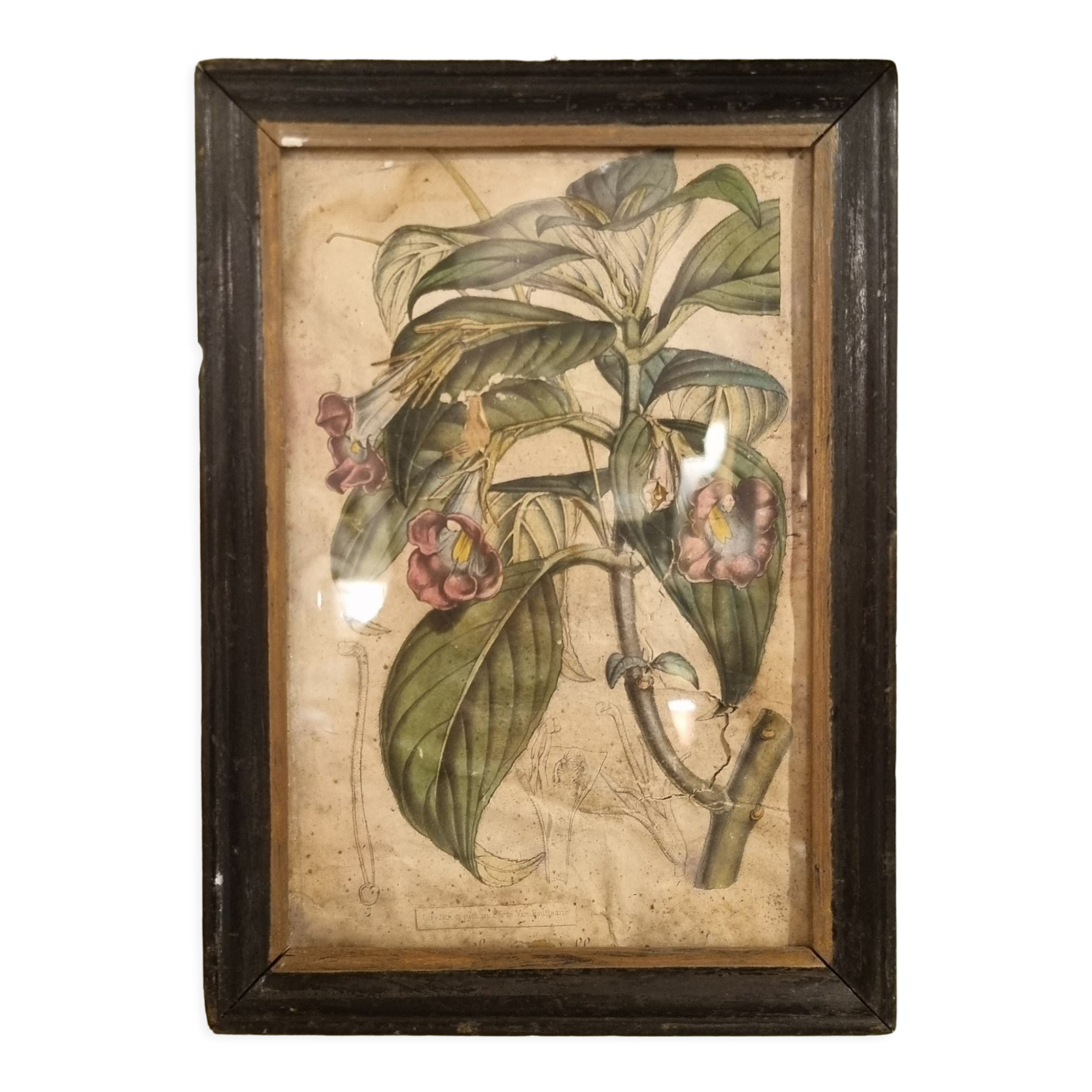 Floral engraving late 18th