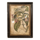 Gravure florale fin 18ème