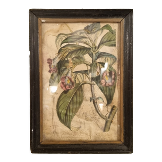 Floral engraving late 18th