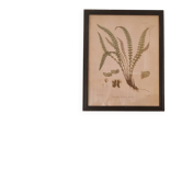 Framed herbarium illustration with a vintage effect.