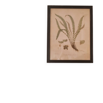 Framed herbarium illustration with a vintage effect.
