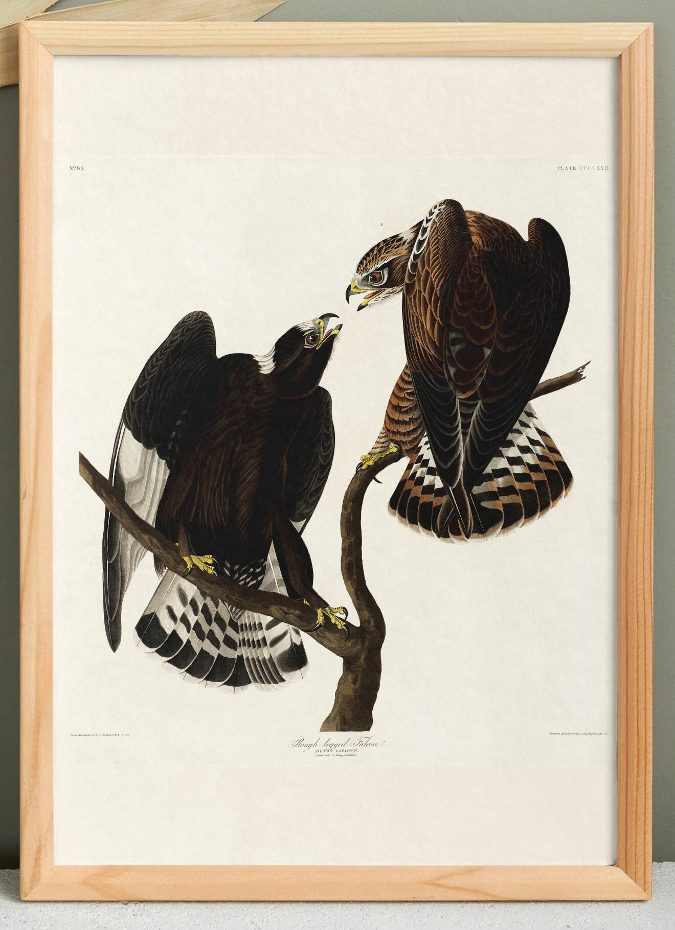 Poster about the Rough-legged Buzzard, based on an old engraving from 1827.