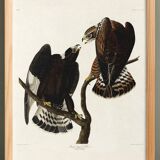 Poster about the Rough-legged Buzzard, based on an old engraving from 1827.